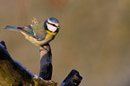 bluetit