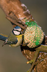 bluetit