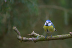 bluetit