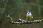 bluetit