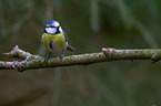 bluetit