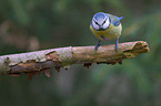 bluetit