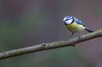 bluetit