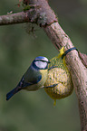 bluetit