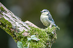 bluetit