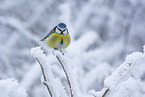 blue tit