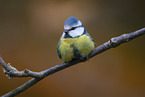 blue tit