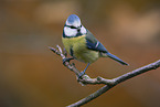 blue tit