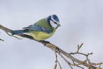 blue tit