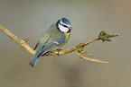 blue tit