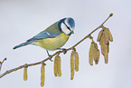 blue tit