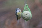 blue tit