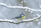 blue tit