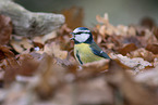 blue tit