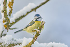 bluetit