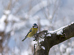 bluetit