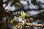 bluetit