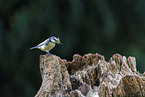 bluetit