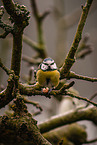 bluetit