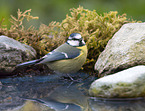 bluetit