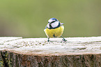 bluetit