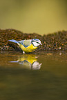 blue tit