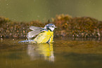 blue tit