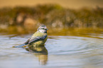 blue tit