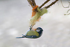 blue tit