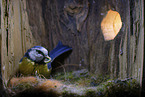 blue tit