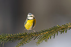 blue tit