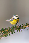 blue tit
