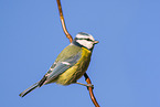 blue tit