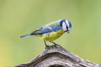 blue tit