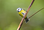 blue tit