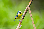 blue tit