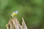 blue tit
