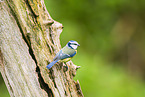 blue tit
