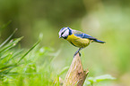 blue tit