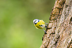 blue tit