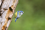 blue tit