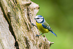 blue tit