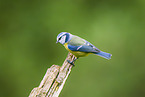 blue tit