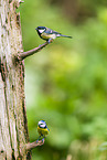 blue tit