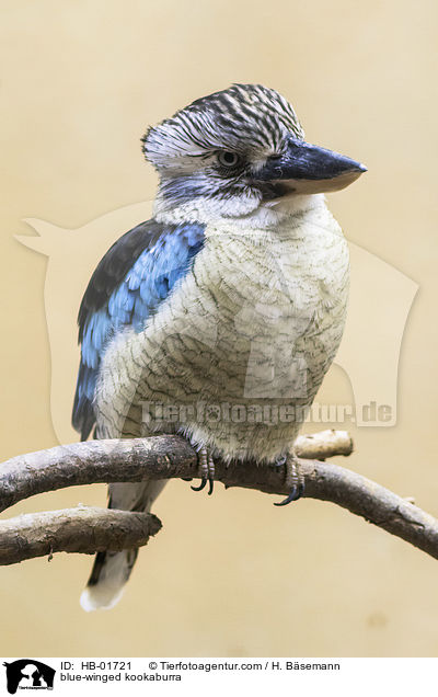 Blauflgeljgerliest / blue-winged kookaburra / HB-01721
