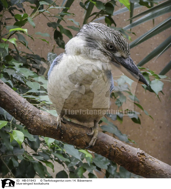 Blauflgeljgerliest / blue-winged kookaburra / HB-01943