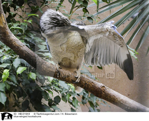 Blauflgeljgerliest / blue-winged kookaburra / HB-01944