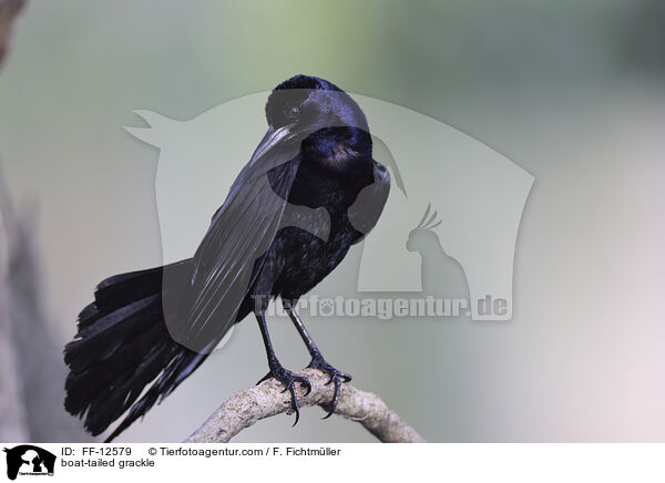 boat-tailed grackle / FF-12579