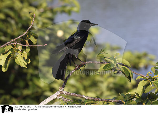 Bootschwanz-Grackel / boat-tailed grackle / FF-12580