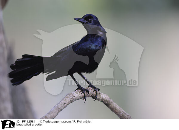 boat-tailed grackle / FF-12581